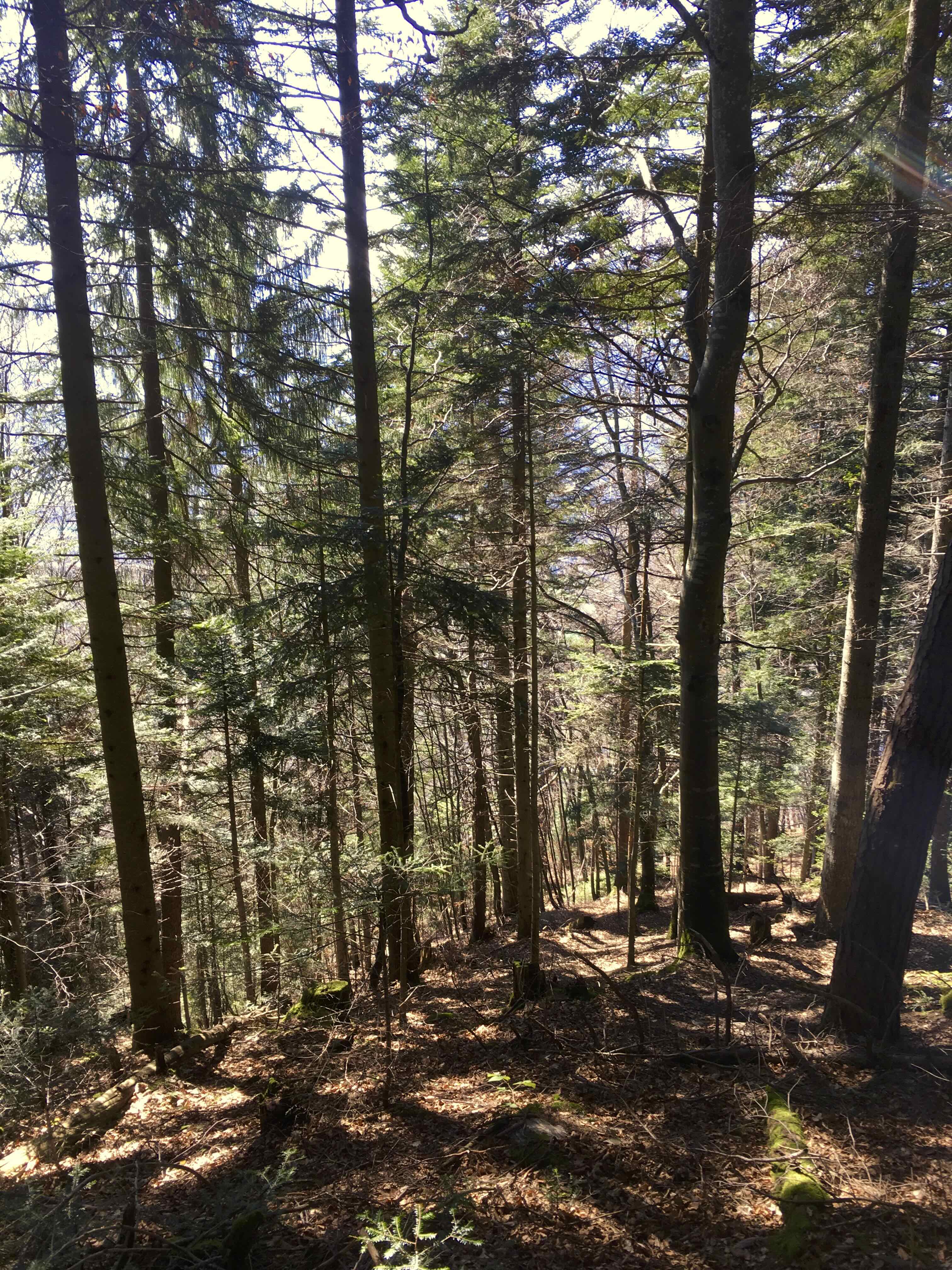 CHALETS DES NANTS - BAIE — photo 2