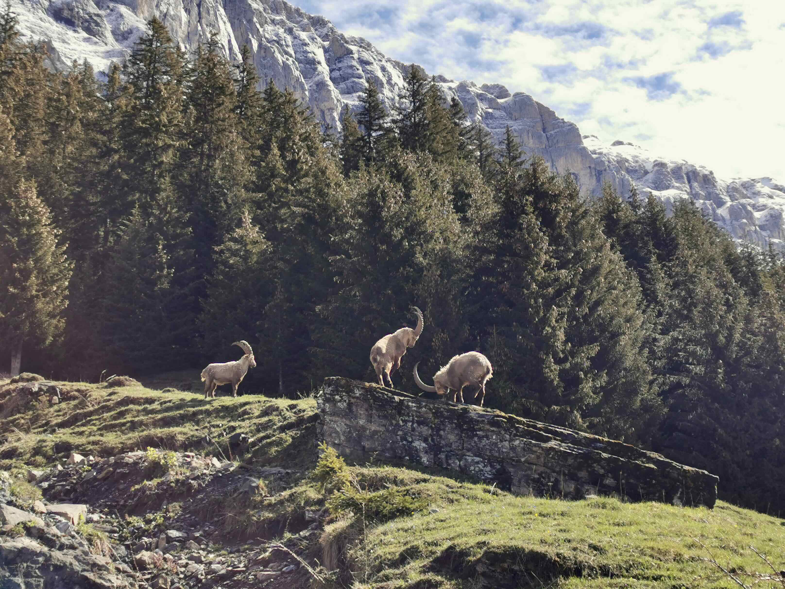 REFUGE DE VERAN ET PETIT ET GRAND ARVET — photo 2