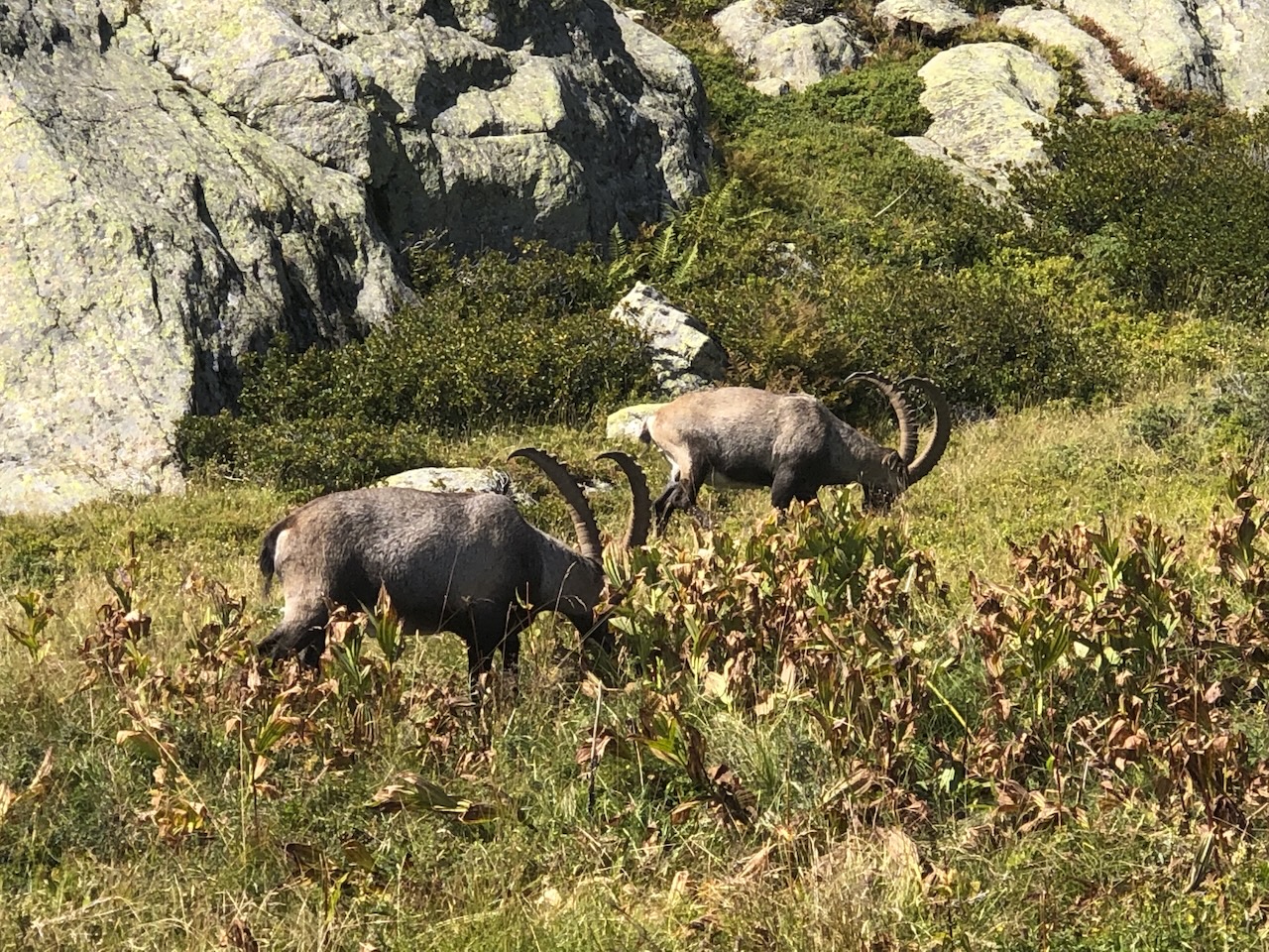 TOUR DES AIGUILLES ROUGES — photo 9